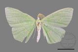 ǦW:Tanaoctenia haliaria