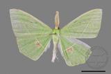 ǦW:Tanaoctenia haliaria