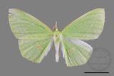 ǦW:Tanaoctenia haliaria