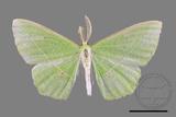 ǦW:Tanaoctenia haliaria