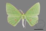 ǦW:Tanaoctenia haliaria