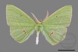 ǦW:Tanaoctenia haliaria