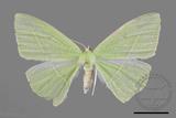 ǦW:Tanaoctenia haliaria