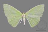 ǦW:Tanaoctenia haliaria