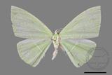 ǦW:Tanaoctenia haliaria