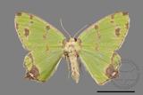 ǦW:Agathia lycaenaria