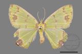 ǦW:Agathia lycaenaria