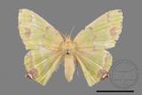 ǦW:Agathia lycaenaria