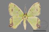 ǦW:Agathia lycaenaria