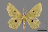 ǦW:Chlorodontopera discospilata