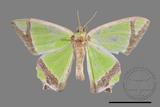 ǦW:Agathia laetata