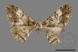 ǦW:Alcis taiwanovariegata