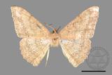 ǦW:Luxiaria mitorrhaphes