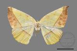 ǦW:Auaxa cesadaria