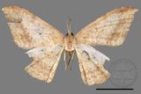 ǦW:Luxiaria mitorrhaphes