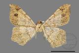 ǦW:Macaria abydata