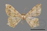 ǦW:Macaria abydata