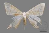 ǦW:Ourapteryx yerburii virescens