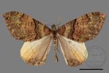 ǦW:Photoscotosia insularis