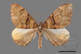 ǦW:Photoscotosia insularis