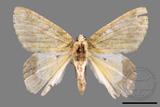 ǦW:Dindica polyphaenaris