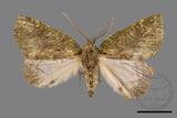 ǦW:Dindica polyphaenaris