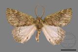 ǦW:Dindica polyphaenaris