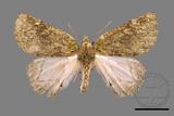 ǦW:Dindica polyphaenaris