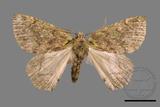 ǦW:Dindica polyphaenaris