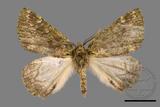 ǦW:Dindica polyphaenaris