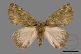 ǦW:Dindica polyphaenaris