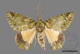 ǦW:Dindica polyphaenaris