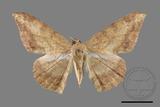 ǦW:Luxiaria amasa fasciosa