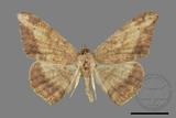 ǦW:Luxiaria amasa fasciosa