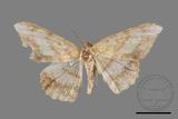 ǦW:Luxiaria amasa fasciosa