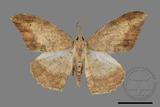 ǦW:Luxiaria amasa fasciosa