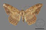 ǦW:Luxiaria amasa fasciosa