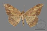 ǦW:Luxiaria amasa fasciosa