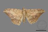 ǦW:Luxiaria amasa fasciosa