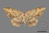 ǦW:Luxiaria amasa fasciosa