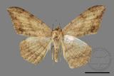 ǦW:Luxiaria amasa fasciosa