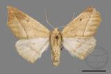 ǦW:Odontopera bilinearia subarida