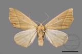 ǦW:Odontopera bilinearia subarida