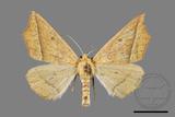 ǦW:Odontopera bilinearia subarida