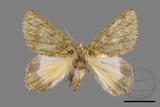 ǦW:Dindica polyphaenaris