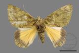 ǦW:Dindica polyphaenaris