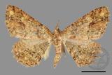 ǦW:Paradarisa comparataria rantaizanensis