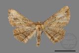 ǦW:Menophra anaplagiata