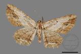 ǦW:Menophra anaplagiata