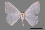 ǦW:Lomographa platyleucata marginata